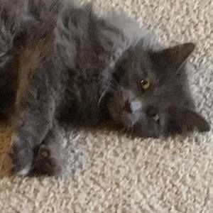 Meet your Posher, Daisy